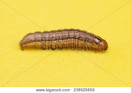 The Caterpillar Crawls On A Yellow Background .
