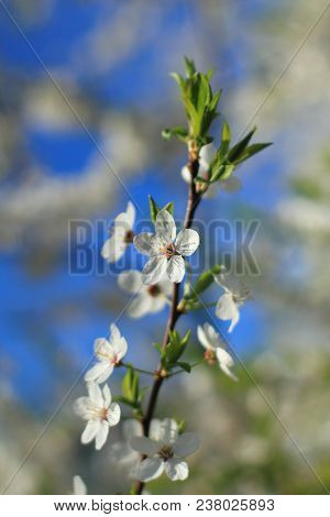 Cherry Tree Blossoms With Blurrednature Background. Spring Flowers