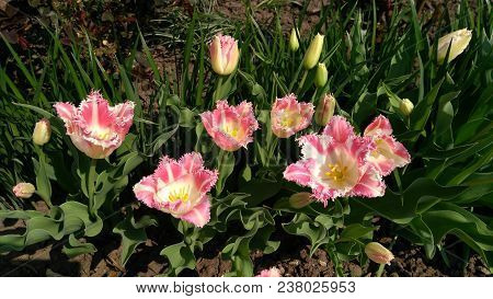 Tulips On A Flower Garden In A Sunny Spring Day.