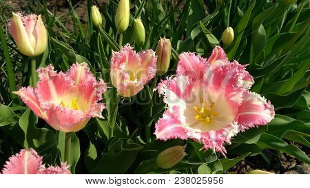 Tulips on a flower garden in a sunny spring day.