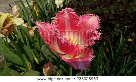 Tulips On A Flower Garden In A Sunny Spring Day.