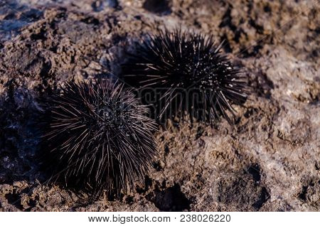 Sea Urchin On Rock Near Ocean Background