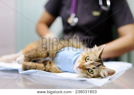 Female Veterinary Doctor Puts The Bandage On The Cat After Surgery. Sterilization For Domestic Pets
