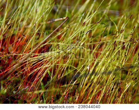 Marsh moss-a very bright, green plant. It grows in swampy areas.