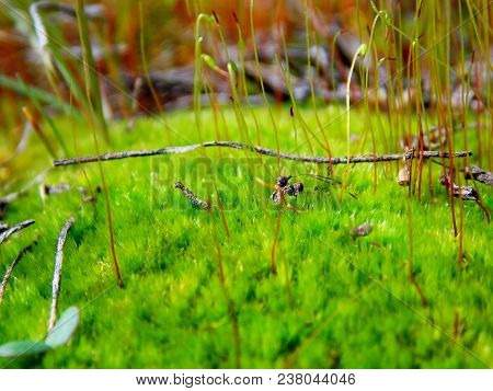 Marsh Moss-a Very Bright, Green Plant. It Grows In Swampy Areas.