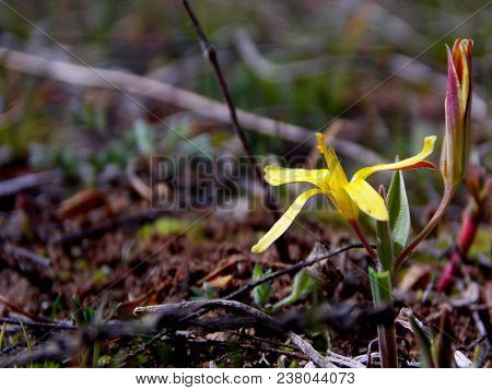 Yellow Wild Flower Is A Steppe Plant, Flowering In Spring.