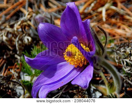 Snowdrop-a Symbol Of Spring, Purity And Youth! Forest Flower Early Spring.