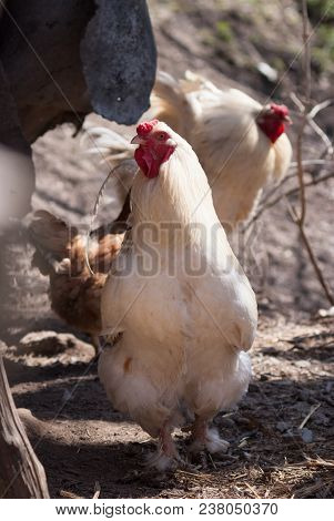 Beautiful Healthy Cockereland Chikens Walking On The Ground.