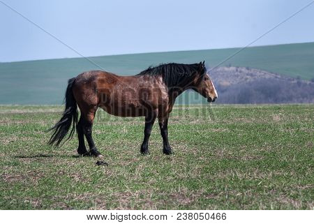 Brown Horse Eat At The Field On Hill Background