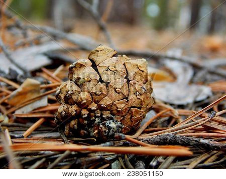 The Most Of Beautiful Macro Photo Pine Con