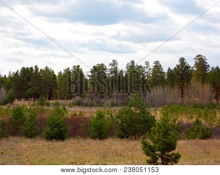 The Typical Russian Green Forest In Spring