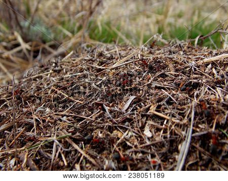 The anthill illuminated by sunlight in the spring forest