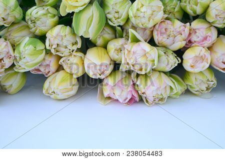 Tulip Finola Terry Early Pink And Avantgarde Gentle Yellow