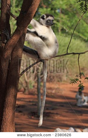 เต้นรำ Lemurs Verreaux Sifika