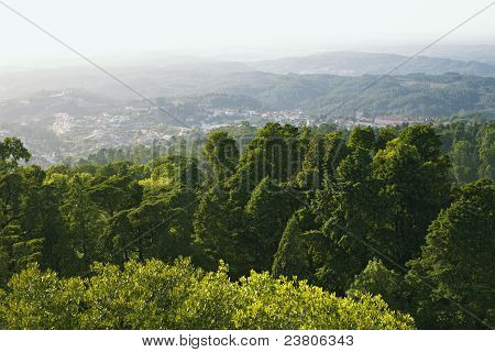 Bussaco Wald
