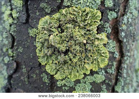 Close View Of Yellow Xanthoria Parietina Lichen