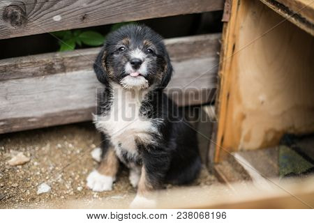 Lovely Little Puppy With Tonque Out In A Wooden Box Is Asking To Be Adopted With Hope. Homeless Blac