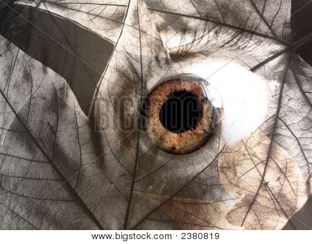 Blätter des Herbstes