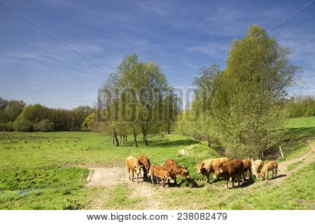 Grazing Cows In The Geleenbeek Valley Near Castle Terborg In Schinnen In The Dutch Province Limburg