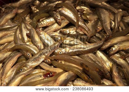 Fresh smelt in the market on ice