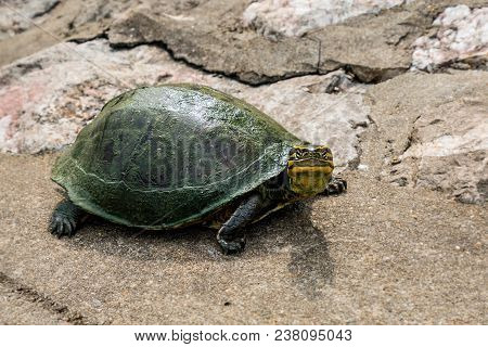 Turtle On A Stone Looking To The Camera