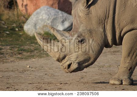 Close Up Portrait Of A White Rhino