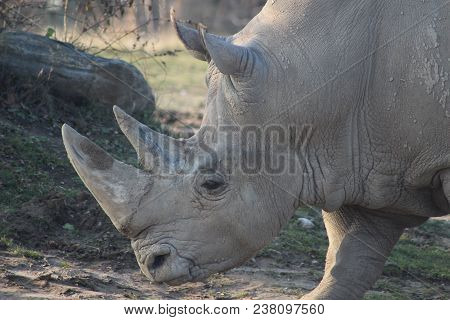 Close Up Portrait Of A White Rhino