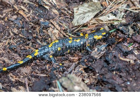 Close-up Of A Spotted Salamander Hiding In Tree Bark