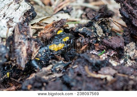 Close-up Of A Spotted Salamander Hidden Under Tree Bark