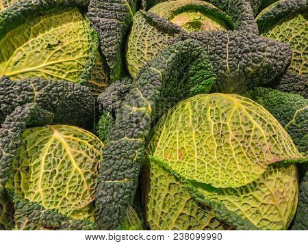 Big Cabbage In The Garden. Fresh Green Big Cabbage Organic Vegetables In The Farm. Cabbage Detail Or