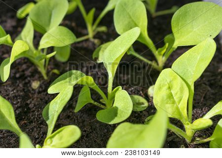 Young Shoots Of Petunias, Sprouts Garden Flowers