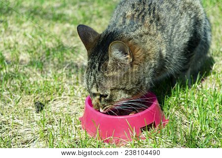 Cat Eats Feed From Red Bowls On The Green Grass
