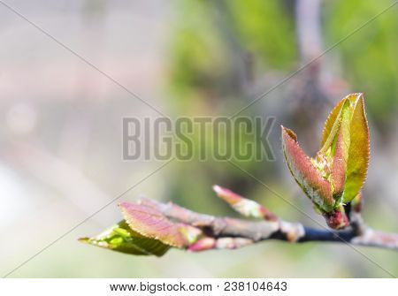 Open The Leaves On A Tree In Early Spring