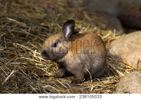 Full Body Of Brown Domestic Pygmy Rabbit.