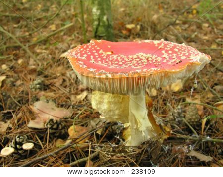 Toadstool