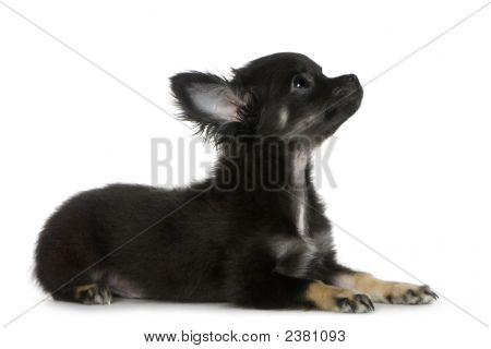 Chihuahua (3 měsíce)