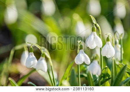 White Blooming Snowdrop Folded Or Galanthus Plicatus. Spring Sunny Day In The Forest. Close Up, Shal