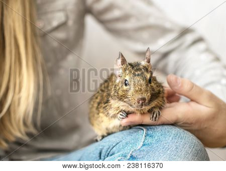 Young Teen Girl Playing With Small Animal Chilean Common Degu Squirrel. Close-up Portrait Of The Cut