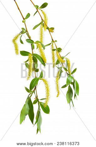 Willows Or Sallows, Osiers Twigs. Isolated On White.