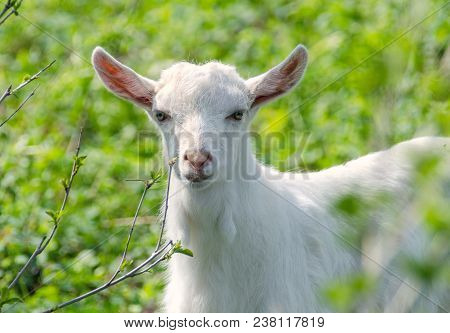 Little White Dairy Breed Goat On Green Grass Blurred Background. Farm Concept. Kid, Goatling, Yeanli