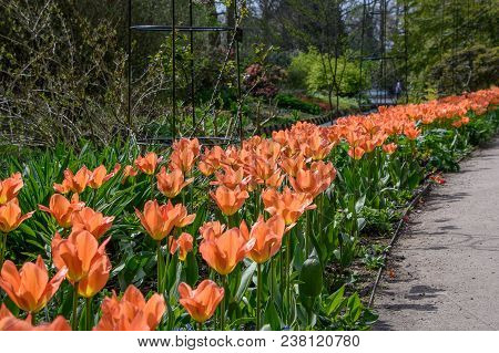 Apricot Emperer Tulip Bloom Flowers In A Flower Bed