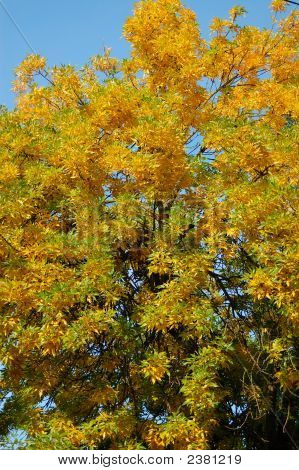 Herbst Baum