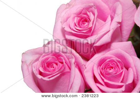 Rosa Rosen