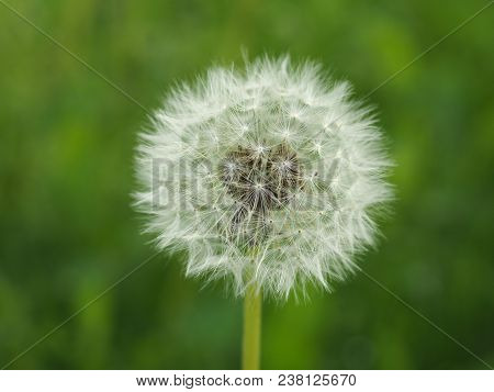 White Common Dandelion Flower