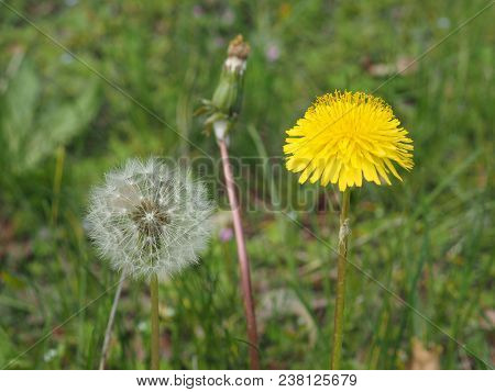 Common Dandelion Flower