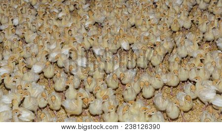 Joung Turkey Chicks Farm Background