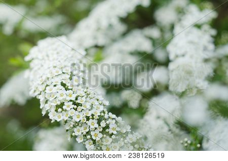 Soft Focused Close Up Picture Of White Spirea, Bush Of Thunbergii Or Thunbergii Meadowsweet. Beautif