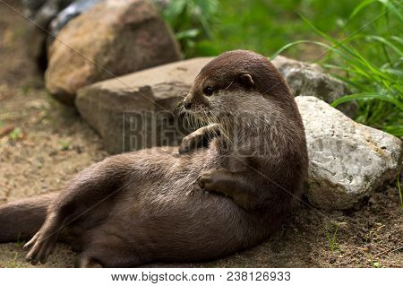 Full Body Of Eurasian Otter (lutra Lutra). Photography Of Wildlife.