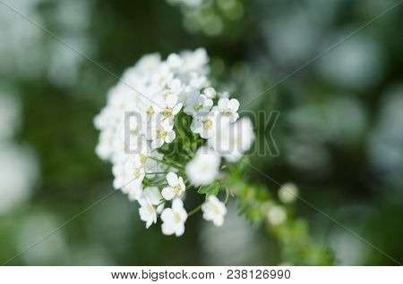 Soft Focused Close Up Picture Of White Spirea, Bush Of Thunbergii Or Thunbergii Meadowsweet. Beautif