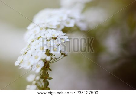 Soft Focused Close Up Picture Of White Spirea, Bush Of Thunbergii Or Thunbergii Meadowsweet. Beautif